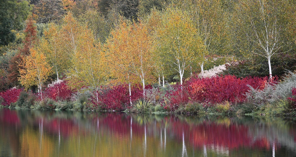 Lakeside planting for autumn and winter colour
