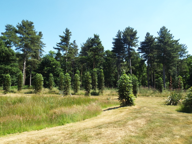 Planting of Wollemi Pines, Gondwanaland – Marks Hall, Essex